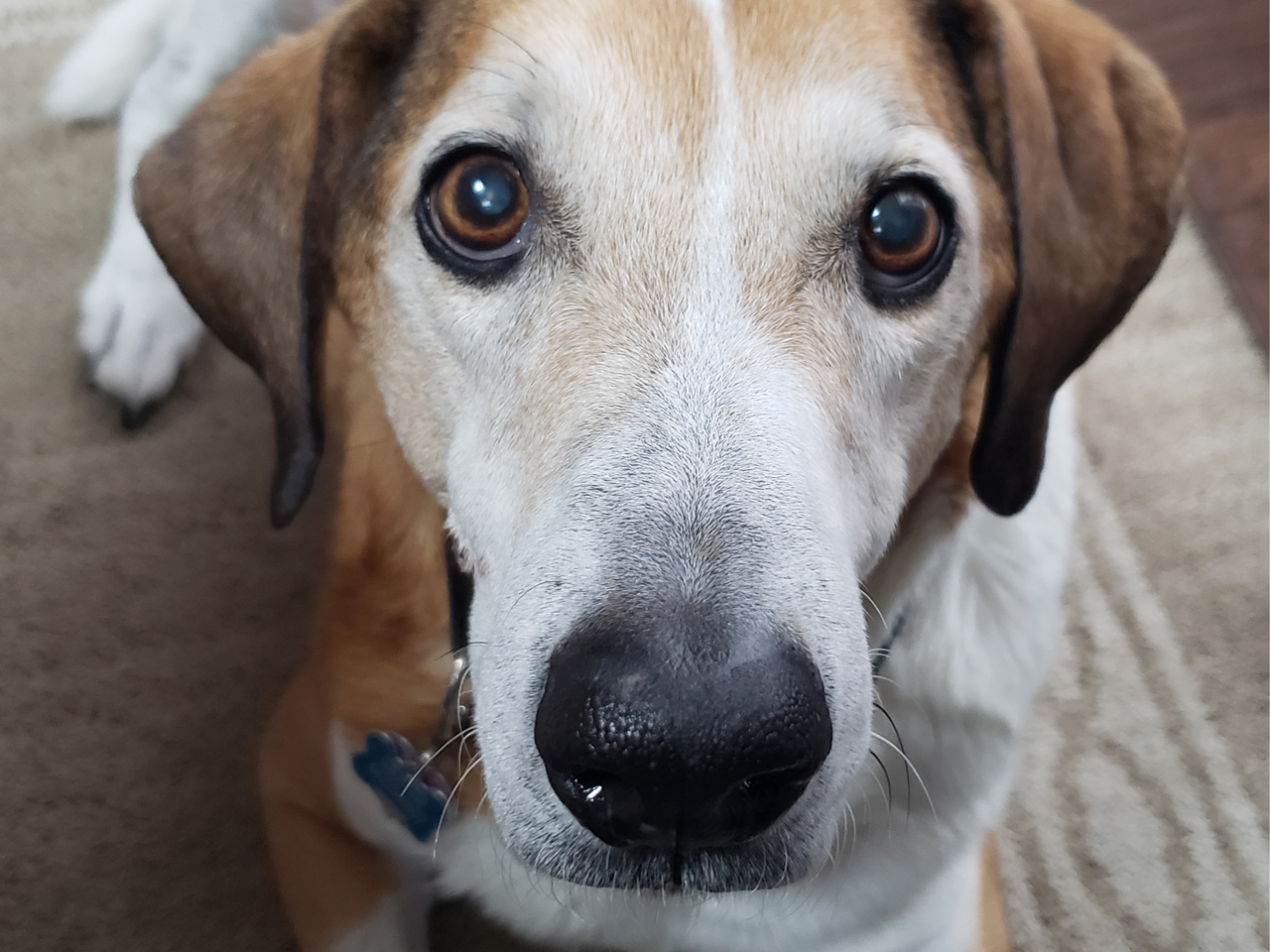 Hound Dog