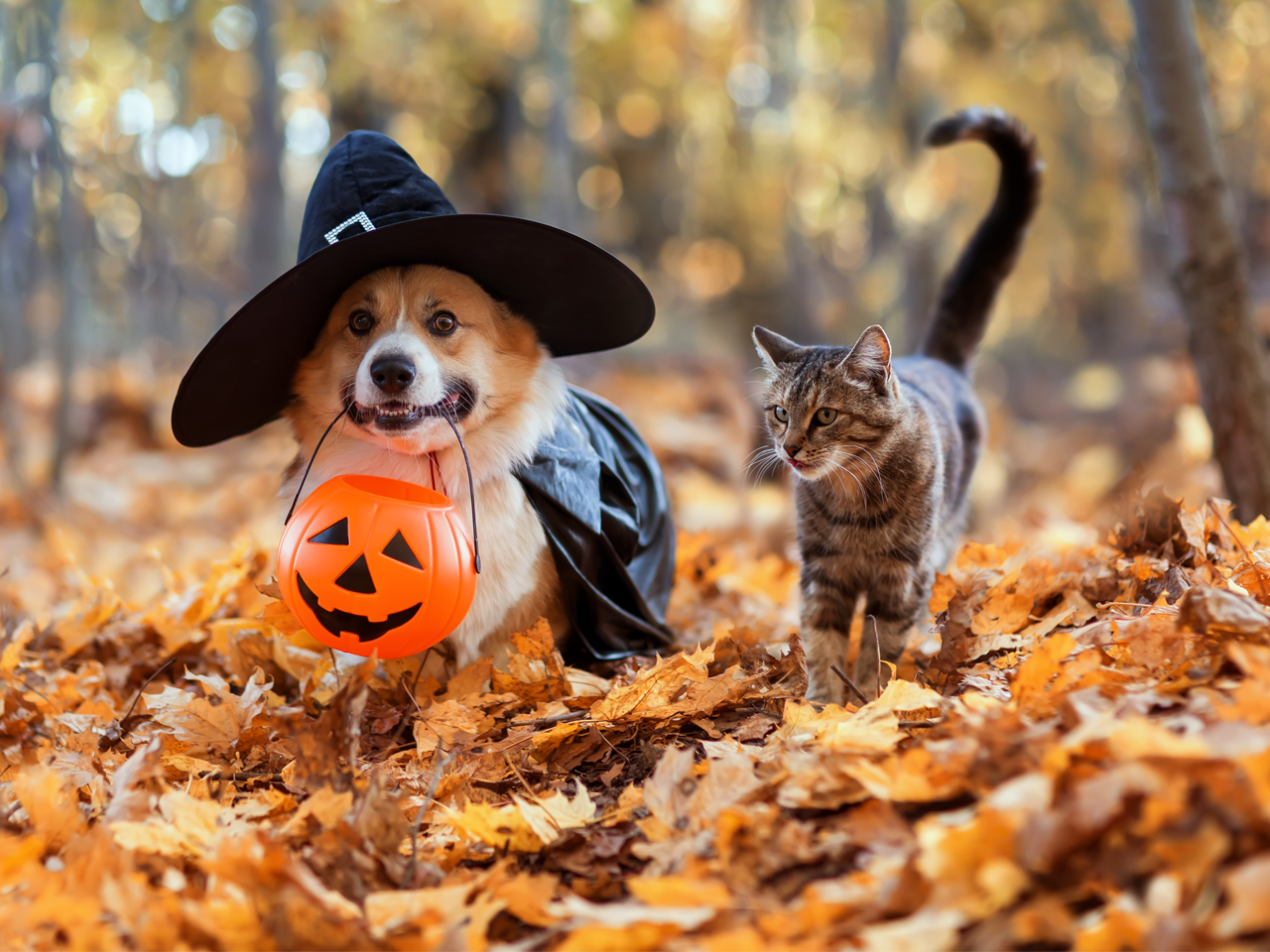 Halloween Party & Pet Adoption Event