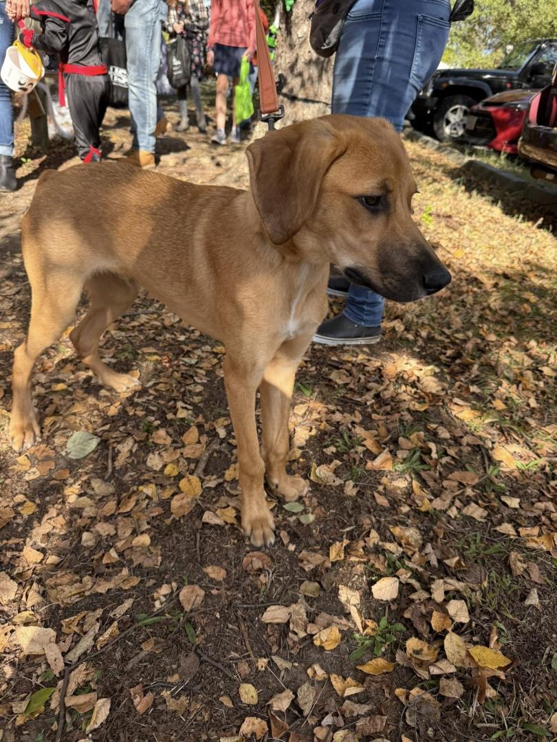 Animal Services Howl-O-Ween Pawty