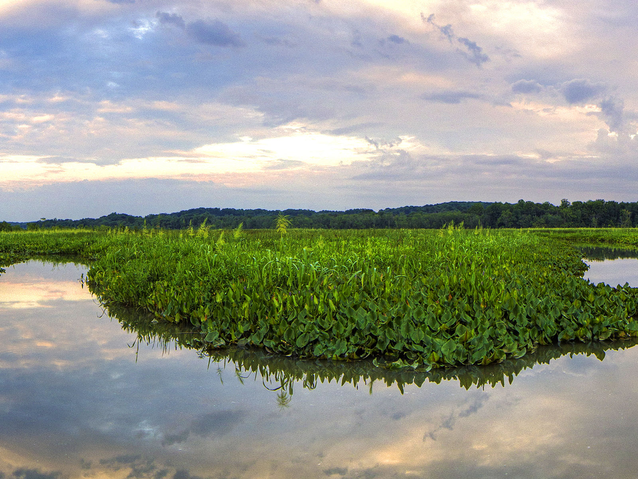 Jug Bay Wetlands Sanctuary Marsh Beds