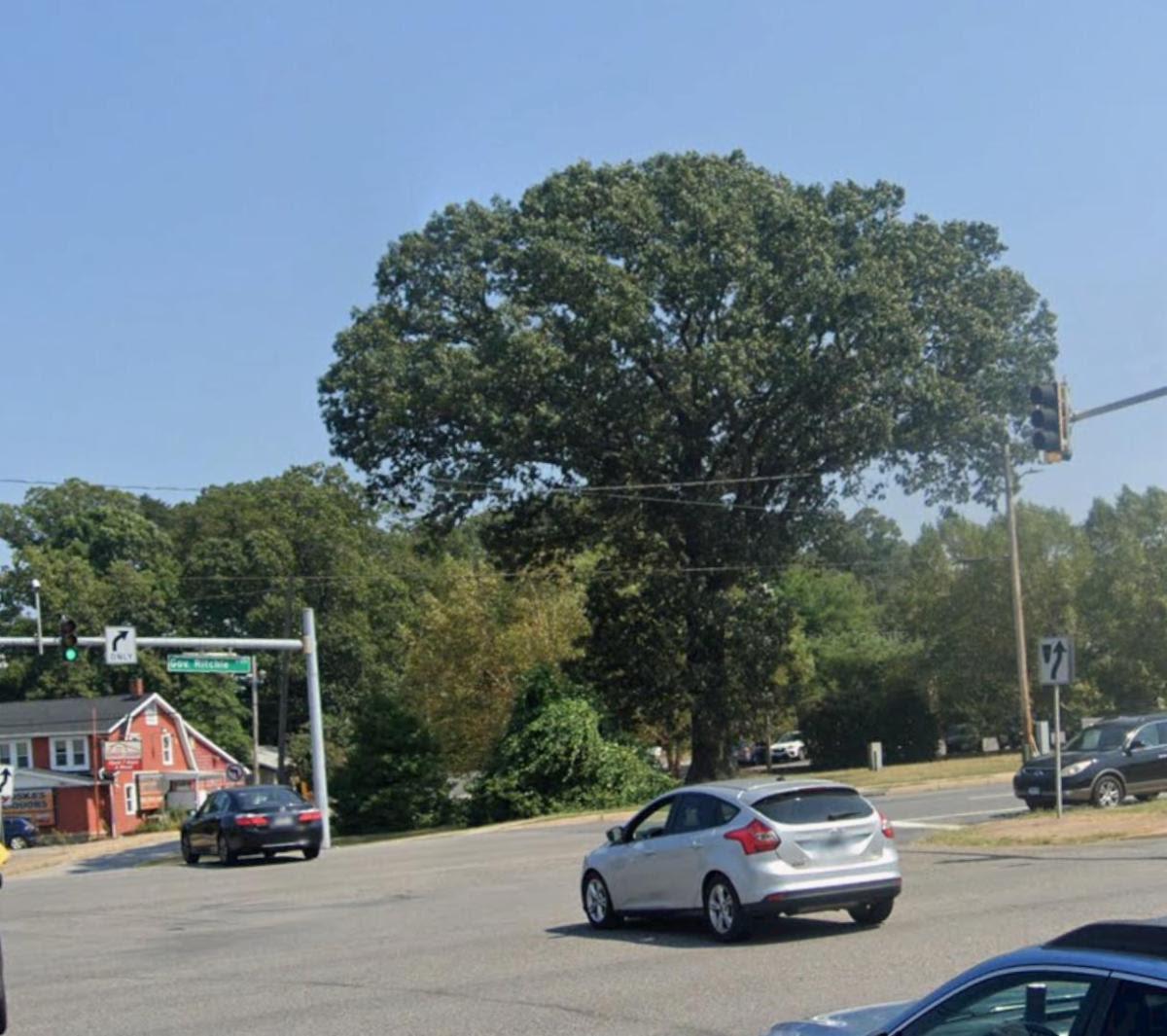 Old Oak Tree in Severna Park, MD. 