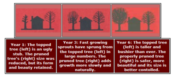 Forestry Graphic