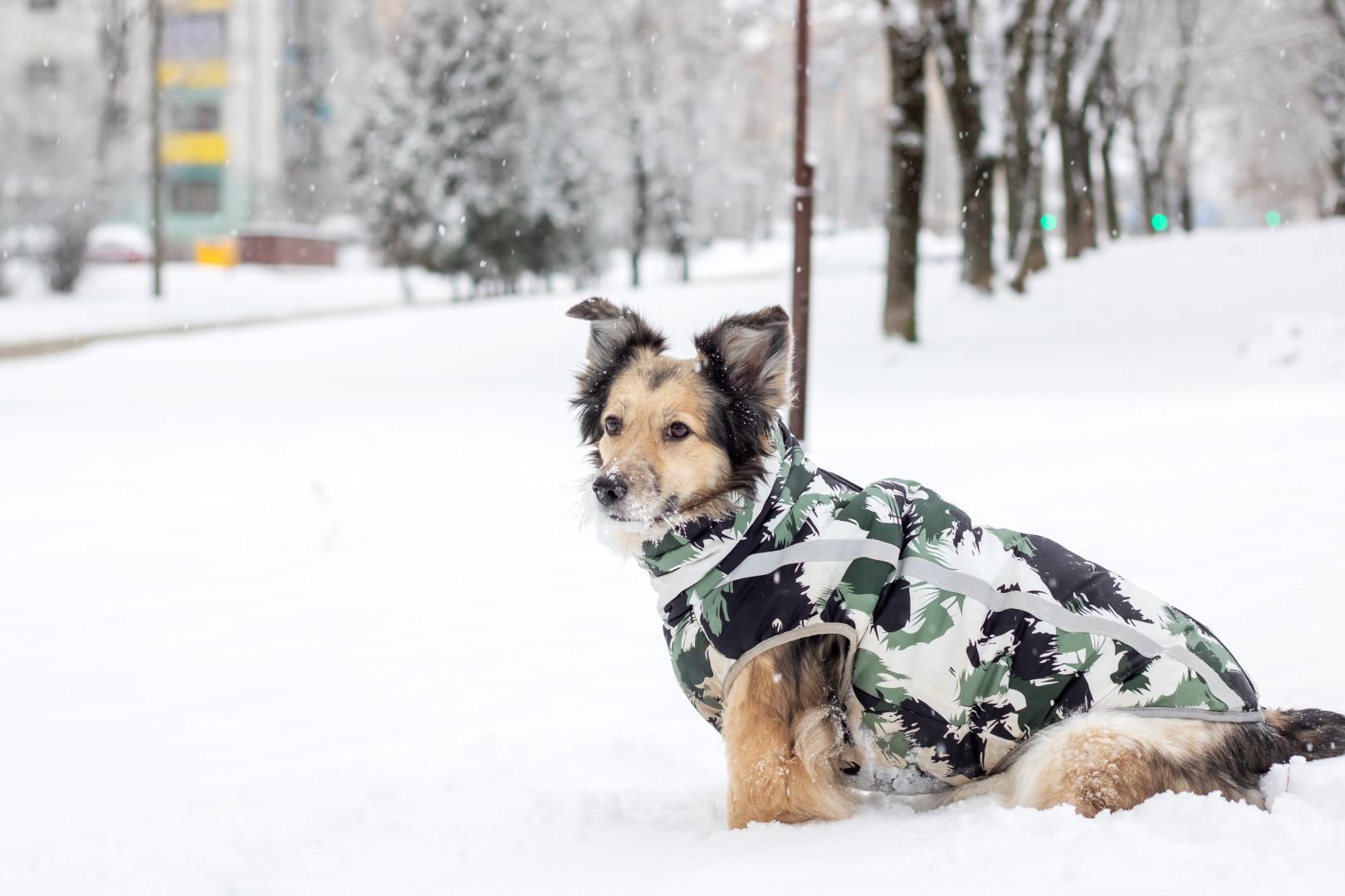Grey fluffy dog in winter park closeup stock photo