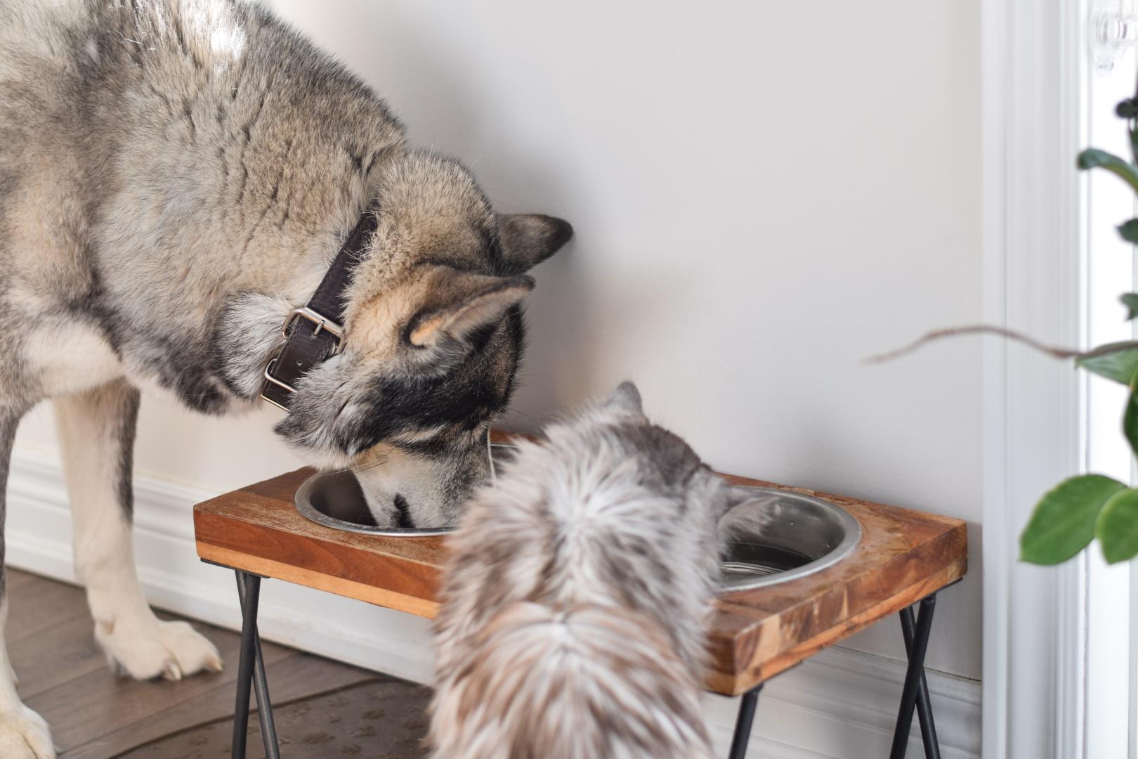 Dog and cat eating and drinking from the same bowl stock photo