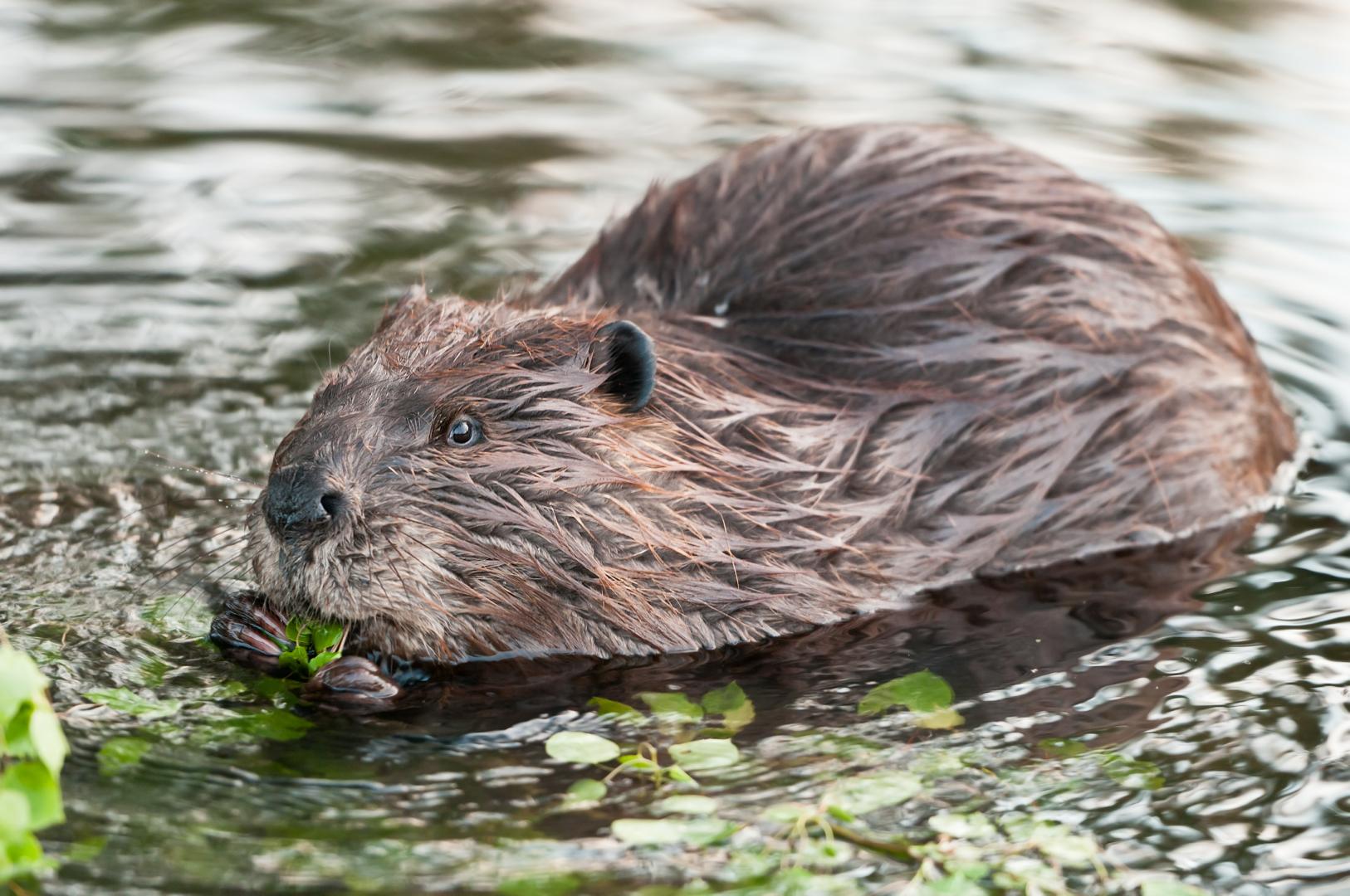 Photo of a beaver