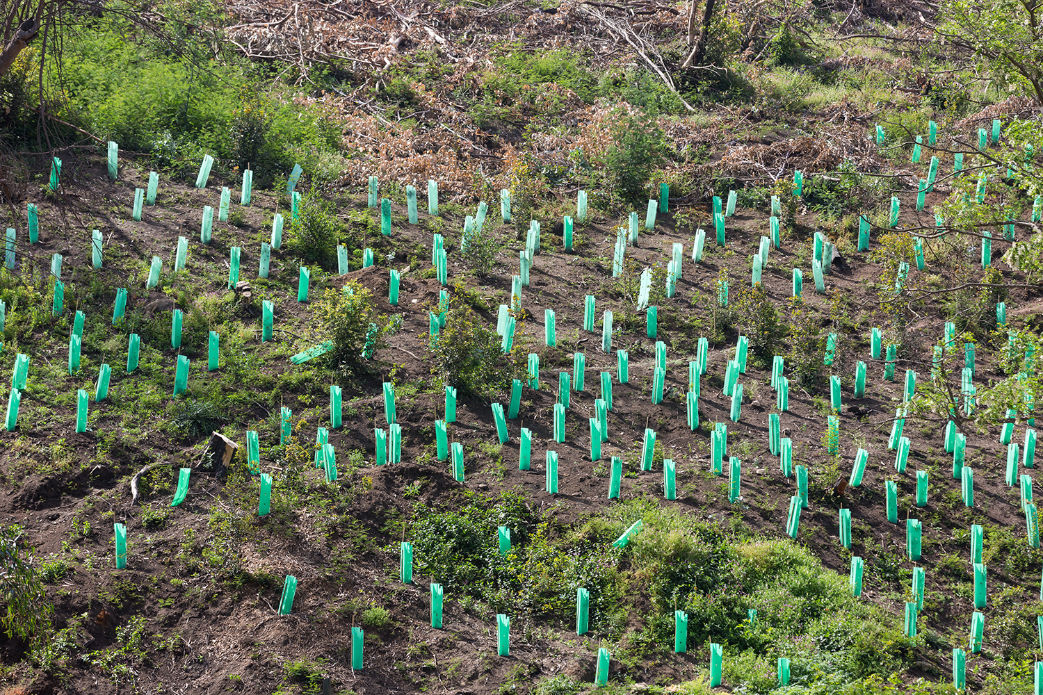 New native tree planting in a fire-ravaged area stock photo