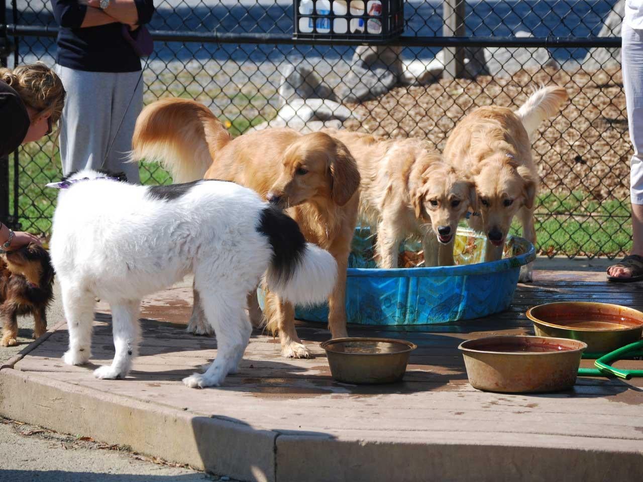 Quiet Waters Park Dog Park