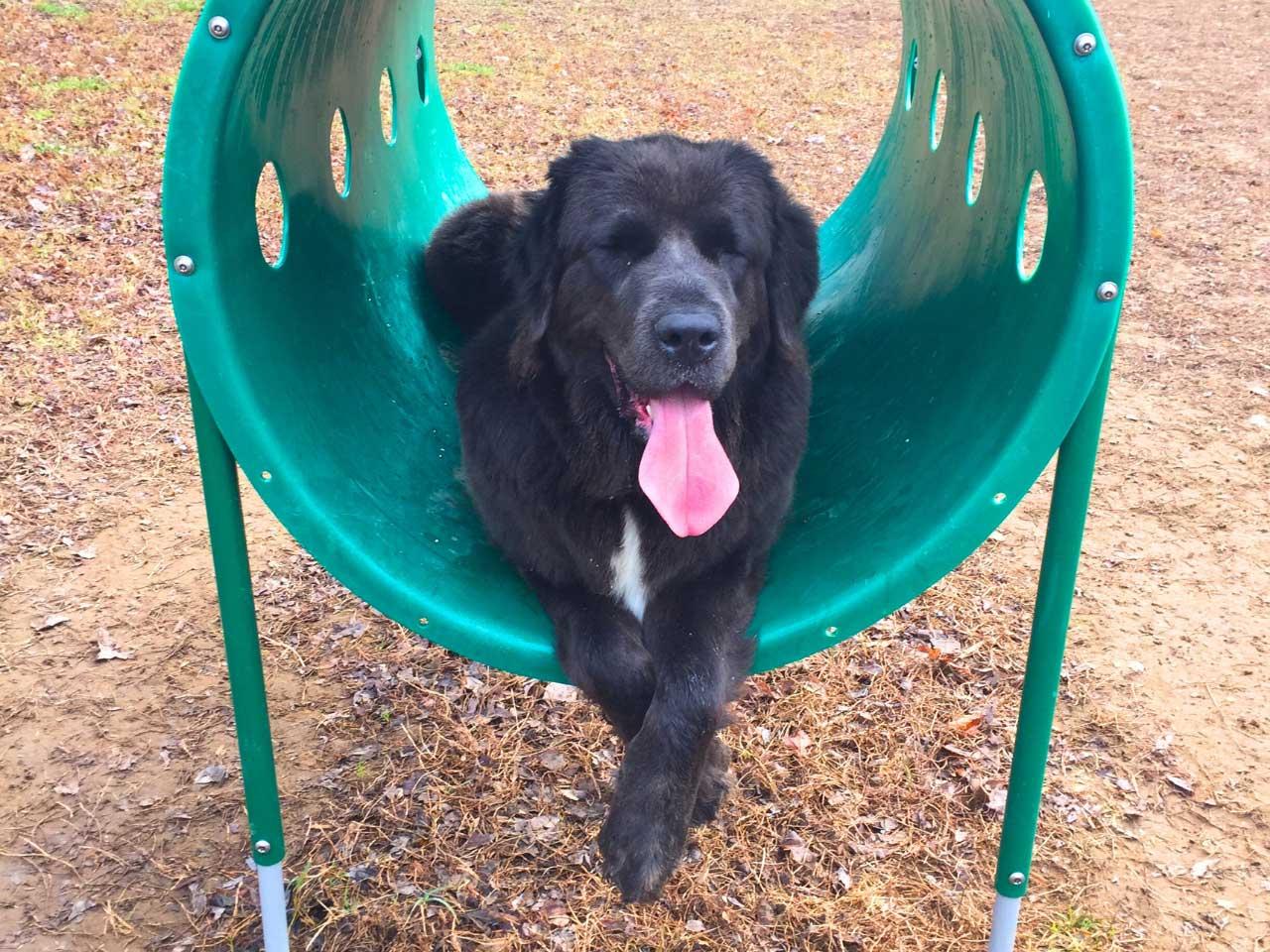 Quiet Waters Park Dog Park