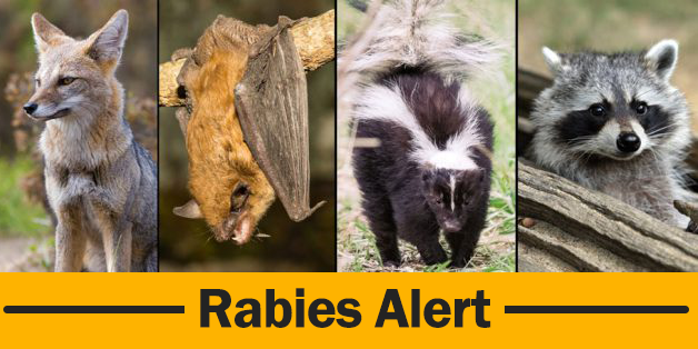 Rabies Alert Feb 2026