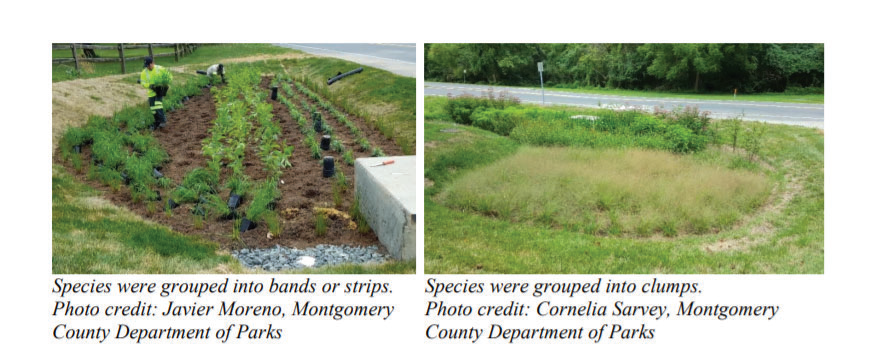 Two examples of distinguishable plant layouts for desirable, one with desirable plants placed in rows/strips and one with desirable plants placed in clumps.
