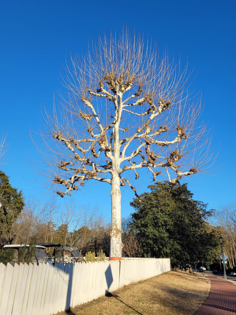 An example of a pollard tree.