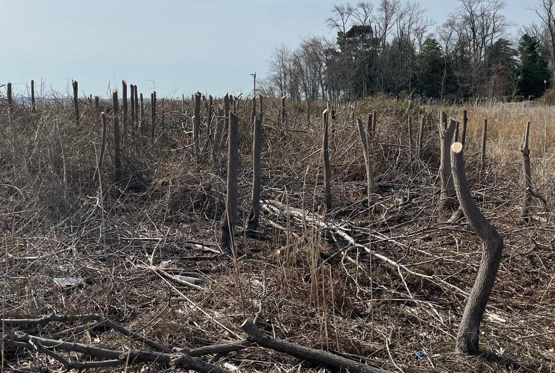 A field of topped trees.