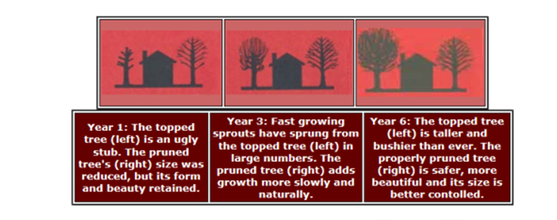 A diagram showing tree growth over 6 years, explaining why tree topping is harmful.