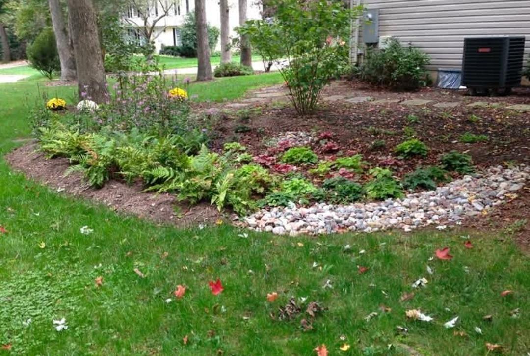 rain garden