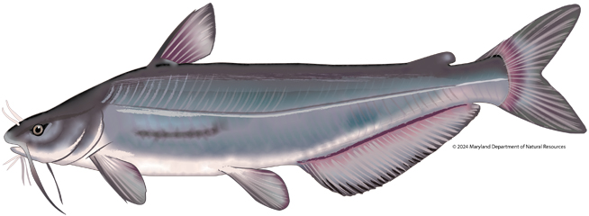  A side-profile view of a Blue Catfish (Ictalurus furcatus) against a solid white background. The fish has a heavy, muscular body with a distinct steely blue-grey color on its back that fades to a silvery-white belly. It features a deeply forked tail and a prominent, straight-edged anal fin. Its head is broad with a protruding upper jaw and four pairs of dark, whisker-like barbels around the mouth. The skin is smooth and scaleless, highlighting the streamlined shape of this large freshwater predator.