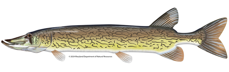 Side-profile of a Chain Pickerel on a white background. This ambush predator has a torpedo-shaped body featuring a signature "chain" of interlocking dark rings over a golden-olive base. Note the distinct dark teardrop under the eye and its long, duck-bill snout. Translucent dorsal and anal fins are set far back, leading to a forked tail.