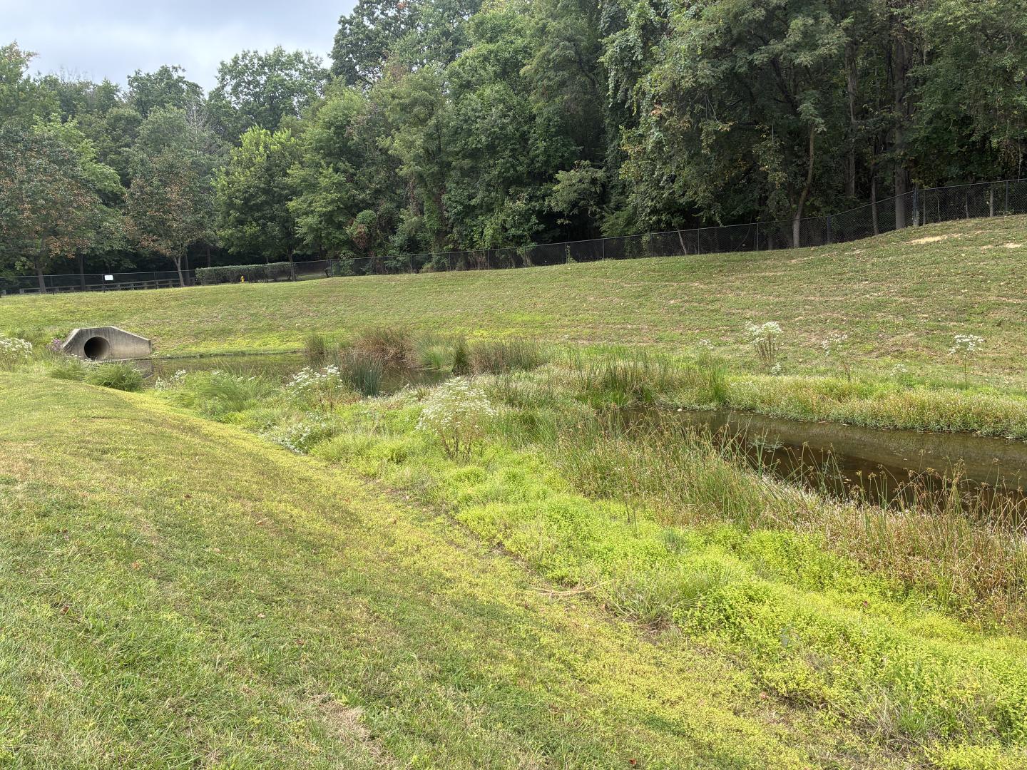 no mow pond