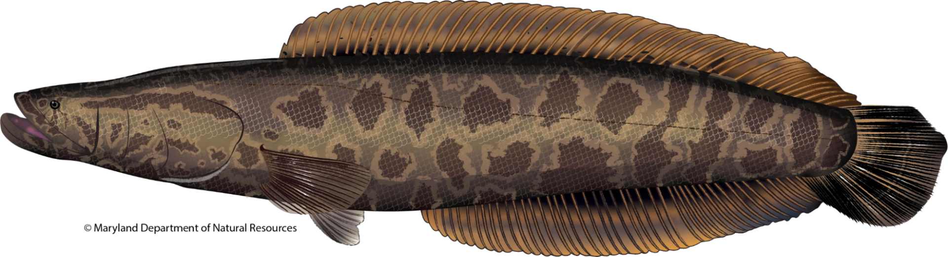 Side-profile of a Northern Snakehead on white. Features a long, cylindrical body with dark brown, snakelike blotches on olive-green. Note the flat head, top-set eyes, and continuous dorsal and anal fins leading to a rounded tail. Distinctly invasive.