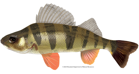A side-profile shot of a Yellow Perch (Perca flavescens) set against a clean, solid white background. The fish features its characteristic bright golden-yellow body with six to eight dark, vertical, triangular bars along its sides. Its fins are a striking, vibrant orange-red, particularly the pelvic and anal fins. The fish has two distinct dorsal fins, the first being spiny and the second soft-rayed, and a slightly forked tail.