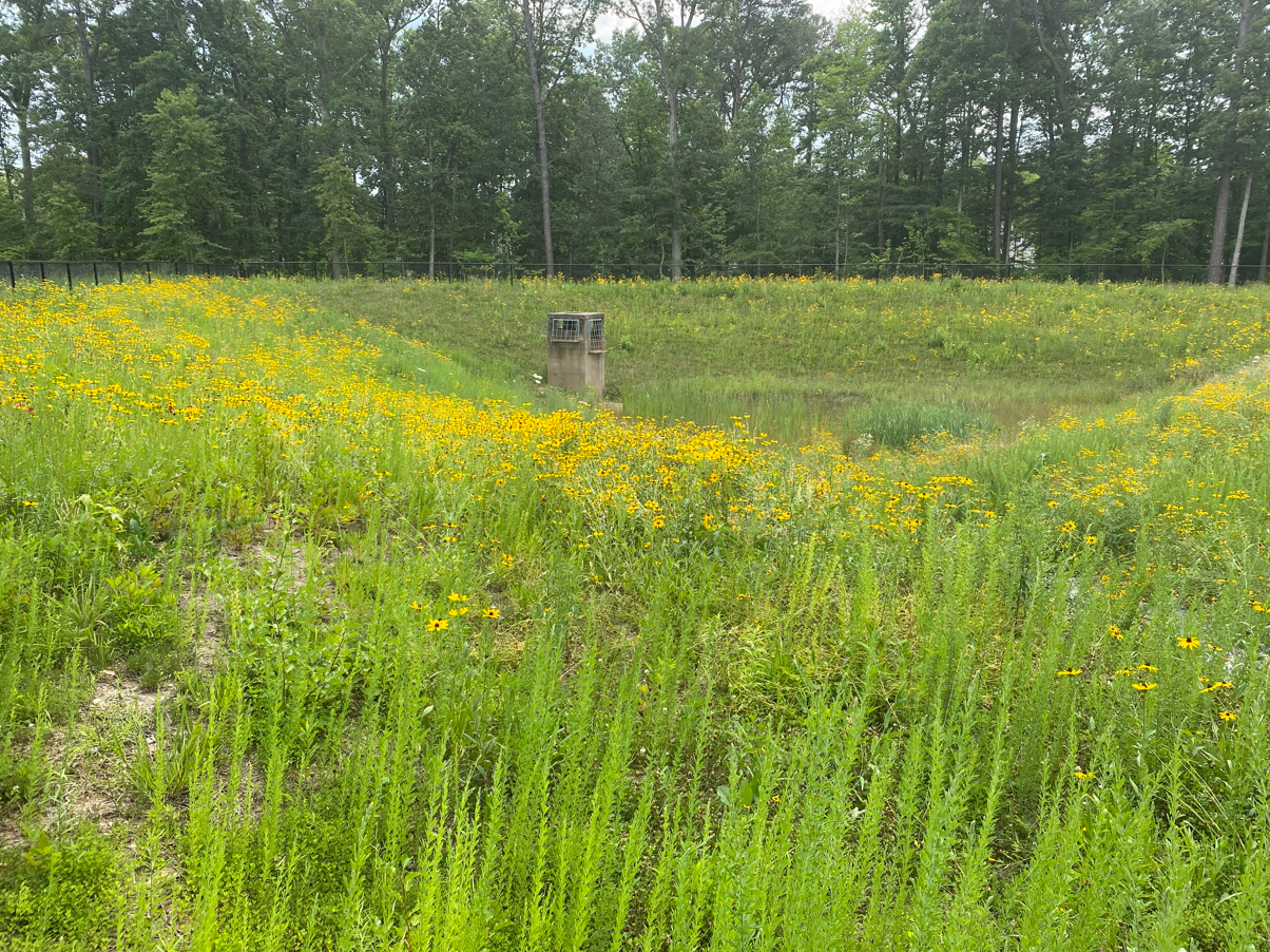 no mow stormwater pond