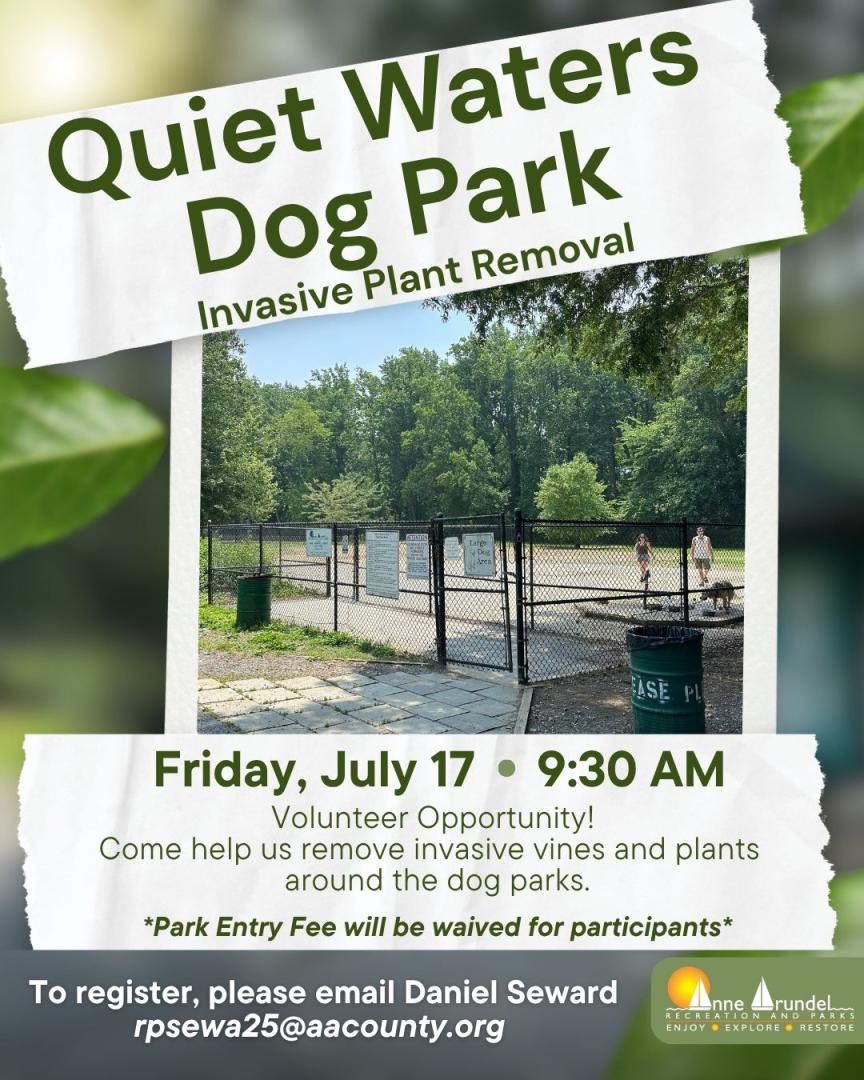 Invasive Removal- Quiet Waters