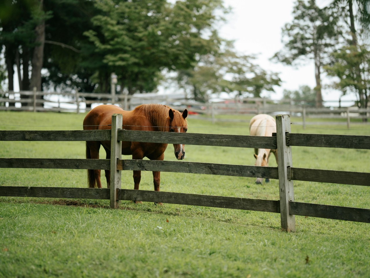 A chestnut-brown horse with a white blaze on its forehead stands in a grassy pasture, looking directly toward the camera from behind a rustic, weathered dark wooden post-and-rail fence. In the background, a lighter, cream-colored horse is grazing with its head down in the green field. The pasture is enclosed by more wooden fencing in the distance, with a backdrop of mature, leafy green trees under a soft, overcast sky.