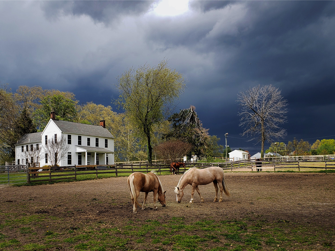 Two palomino horses graze in a dirt paddock under a dramatic, dark storm-cloud sky. In the background, a white two-story farmhouse stands near green trees and wooden fences, creating a stark contrast against the looming tempest.