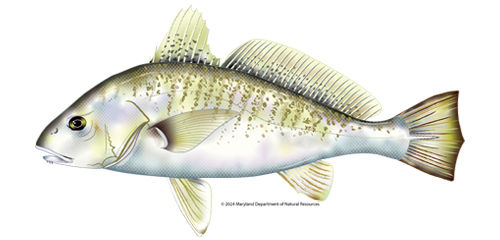 An illustration of an Atlantic croaker (Micropogonias undulatus) isolated on a plain white background. The fish is viewed from the side, facing left, showing an elongated body with a slightly elevated back and a downwards-pointed mouth. Its scales are iridescent silvery-white, patterned with numerous small, brownish-gold spots that form irregular, wavy diagonal lines across its upper back and sides. It features a tall, spiny front dorsal fin with dark speckles, and a long secondary dorsal fin.