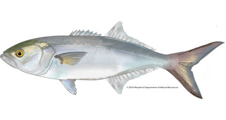 An illustration of a bluefish (Pomatomus saltatrix) isolated on a plain white background. The fish is viewed from the side, facing left, highlighting its long, muscular, and torpedo-shaped body. Its coloration features a dark greenish-blue back that cleanly fades into a bright, silvery-white belly. It has a large mouth with a prominent lower jaw, a yellowish eye, a low and spiny first dorsal fin followed by a longer second dorsal fin, and a large, deeply forked tail fin with a dusky coloration. 