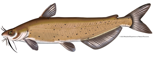 An illustration of a channel catfish (Ictalurus punctatus) isolated on a plain white background. The fish is viewed from the side, facing left, showing a slender, elongated body with a olive-brown back fading to a lighter, silvery-white belly. Its sides are speckled with small, scattered dark spots. It features prominent whiskery barbels around its mouth, a deeply forked tail fin, a single high dorsal fin, and a long, rounded anal fin along its lower backside. 