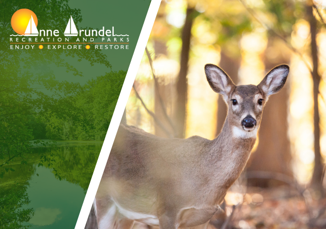 Deer Management Program
