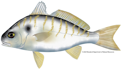 An illustration of a spot fish (Leiostomus xanthurus) isolated on a plain white background. The fish is viewed from the side, facing left, showing a compact, deep body with a steeply sloping forehead and a small mouth. Its scales are silvery-white with a series of distinct, yellowish-gold diagonal bars angling down its upper back. It features a prominent, dark brownish-black spot just behind the upper edge of its gill cover, two closely set dorsal fins with yellowish tints, and a yellowish tail fin.
