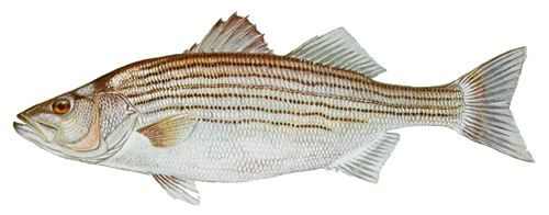 An illustration of a striped bass (Morone saxatilis) isolated on a plain white background. The fish is viewed from the side, facing left. It has a streamlined, silver-and-white body characterized by several distinct, dark horizontal stripes running along its upper sides from the gills to the tail. The fish features two prominent dorsal fins on its back, a pointed snout, and translucent, pale fins. 