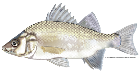 An illustration of a white perch (Morone americana) isolated on a plain white background. The fish is viewed from the side, facing left, showcasing its deep, compact body with a slightly sloping forehead. Its scales are silvery-white with subtle hints of olive-green and gold iridescent highlights along its upper back. It features two closely connected dorsal fins—the front one tall and spiny—and translucent fins with a touch of dusky gray on the lower anal fin. 