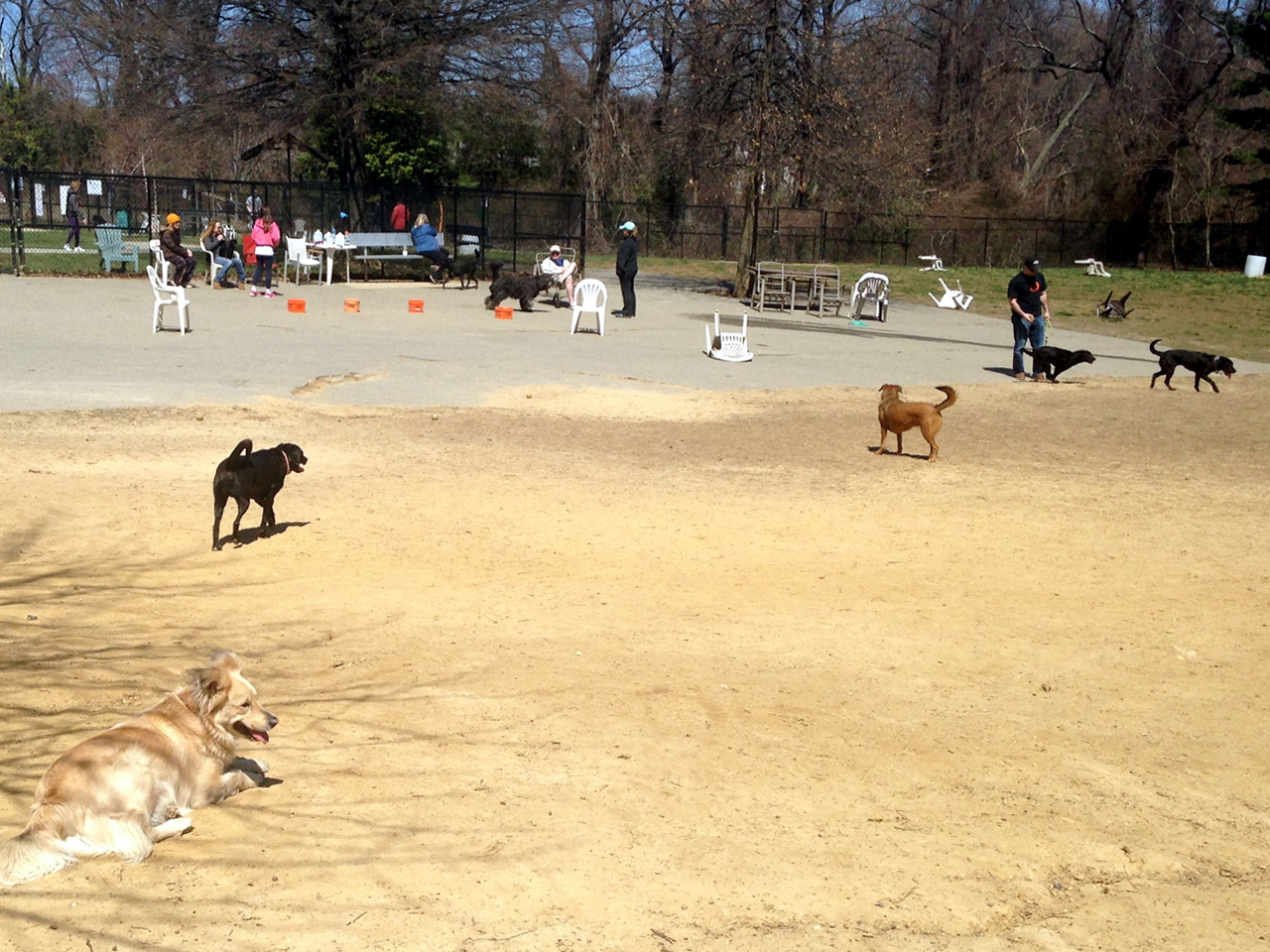 A sandy, fenced-in dog park active with dogs and owners on a sunny day. In the foreground, a golden-furred dog rests on the light sand ground, while other dogs, including a black dog and a tan dog, roam nearby. In the background, people sit on white plastic lawn chairs and benches along a paved area near the chain-link perimeter fence, surrounded by bare trees under a clear blue sky.