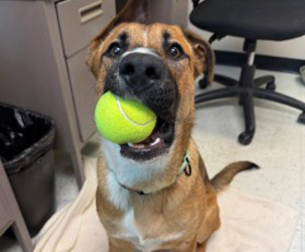Brown and white dog with a green tennis ball in mouth
