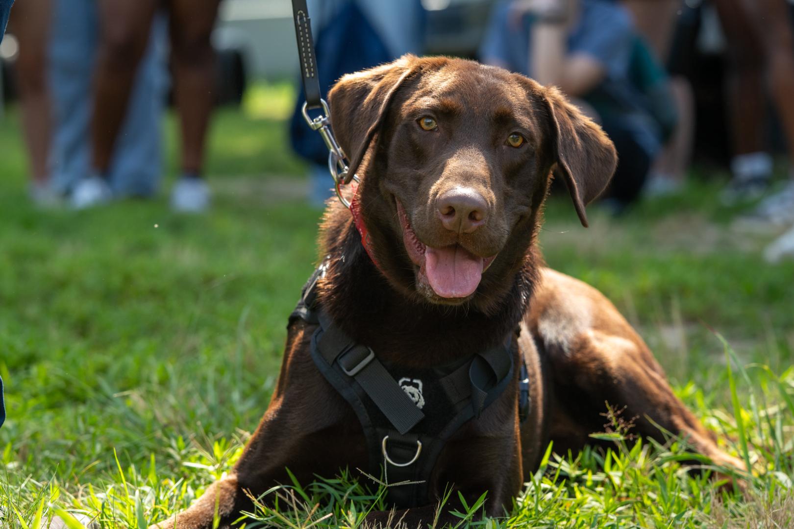 A brown dog laying in the grass