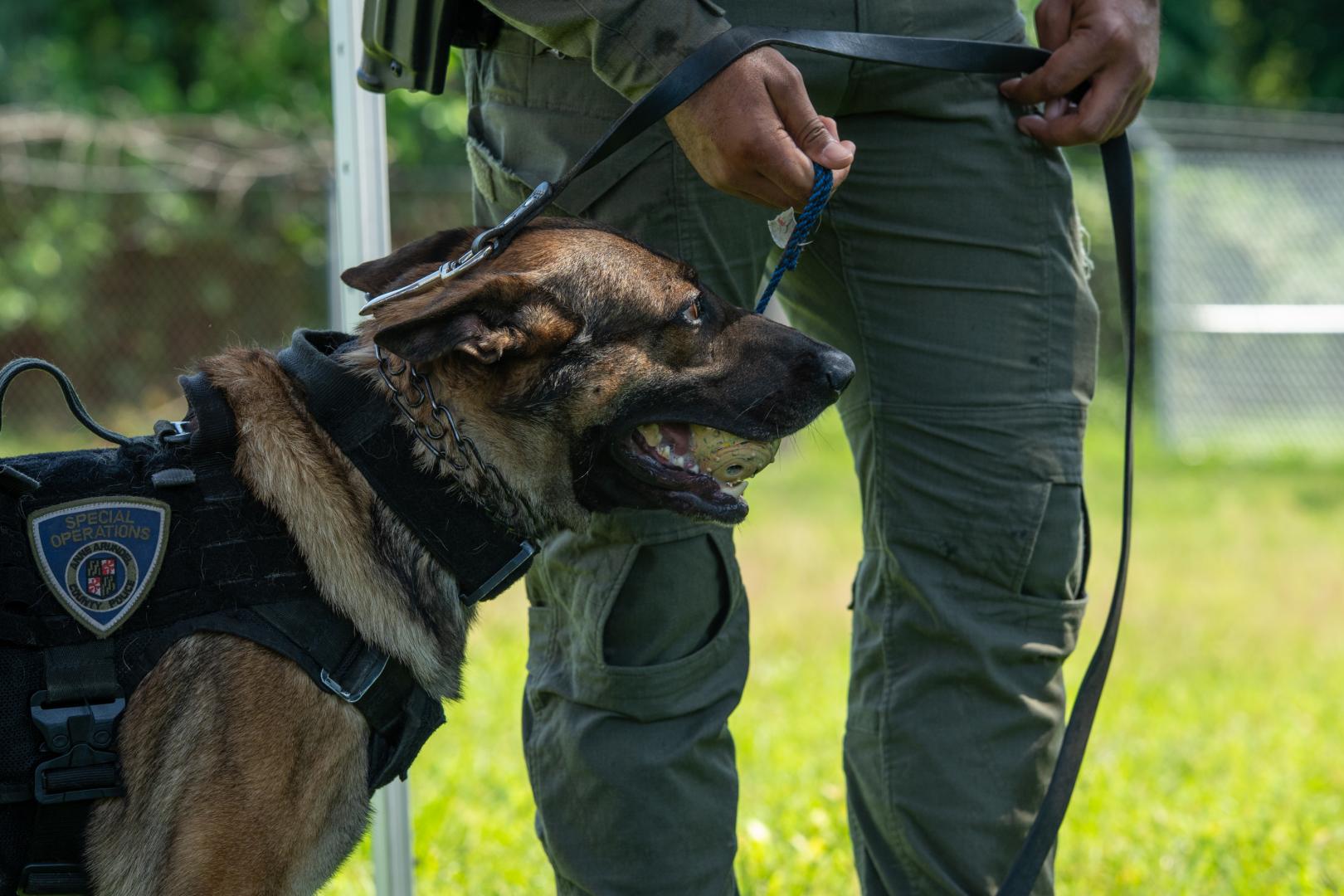 A dog and its handler during a demonstration