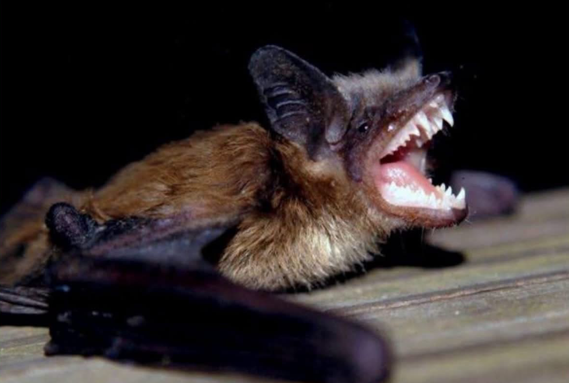 A bat with rabies