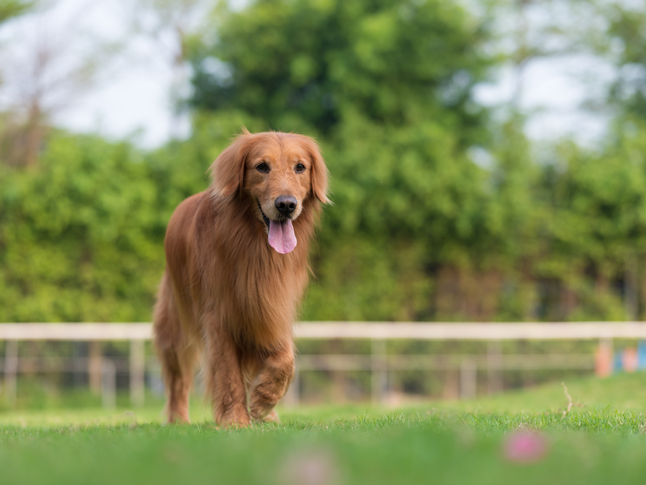 Golden Retriever playing on the grass in the park with green grass and trees in background.
