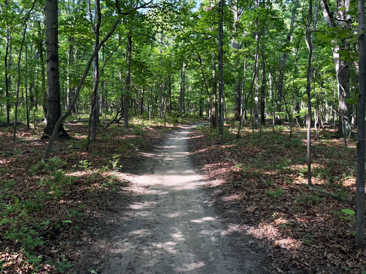 A narrow dirt path curving through a dense, green forest with sunlight filtering through the trees.