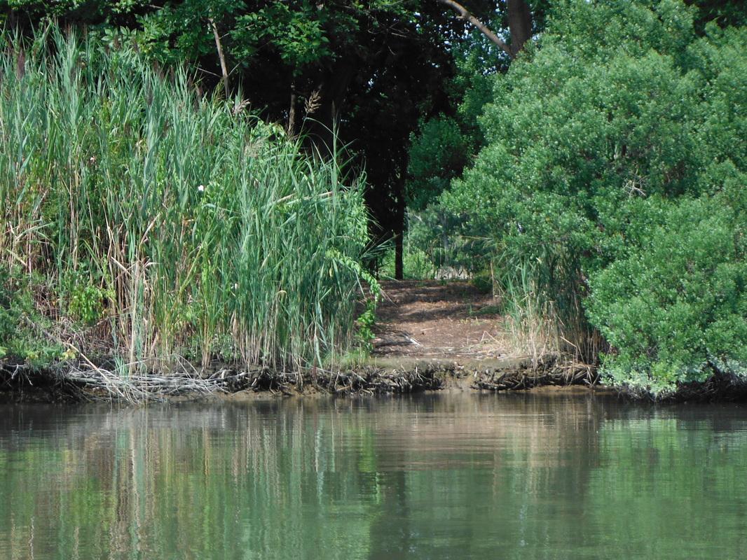 A view from the water looking toward a small, natural water access launch. A mulched dirt path leads out from beneath a canopy of shady trees, opening up to calm water. The shoreline is framed by tall green marsh grasses on the left and dense leafy bushes on the right, with exposed tree roots visible along the muddy bank. 